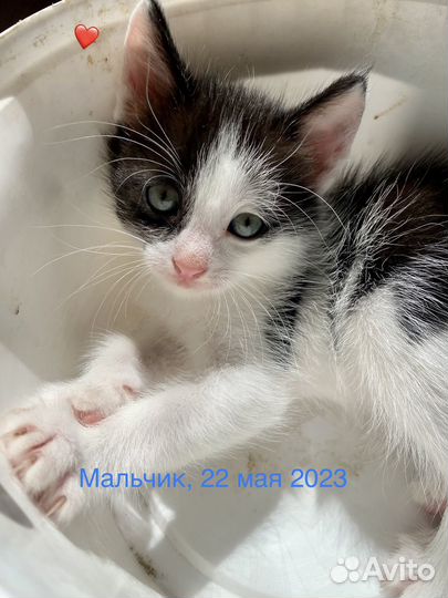 Котята в добрые руки приучены к лотку