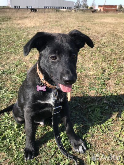 Щенок в добрые руки