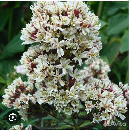 Папоротник,флоксы,жёлтая малина, красивый колеус