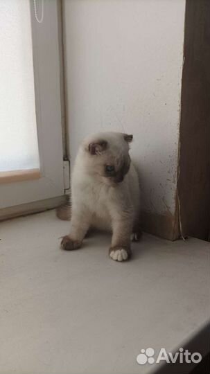 Супер котенок