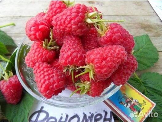 Саженцы малины с закрытой корневой системой