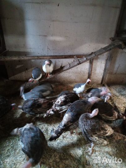 Птица голуби цесарки индейки