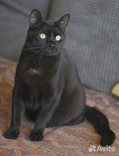 Черный кот в добрые руки