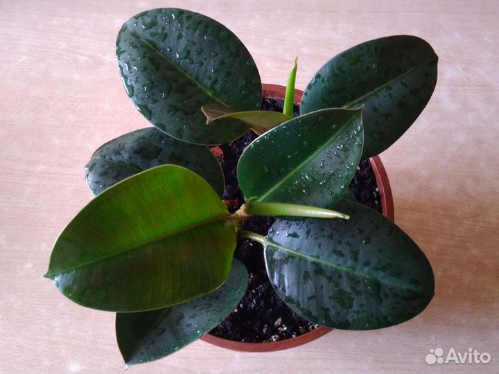 Фикус 2шт в горшке