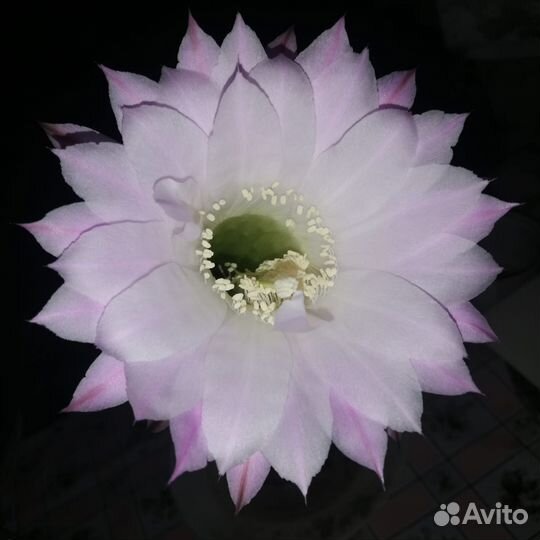 Кактус цветущий