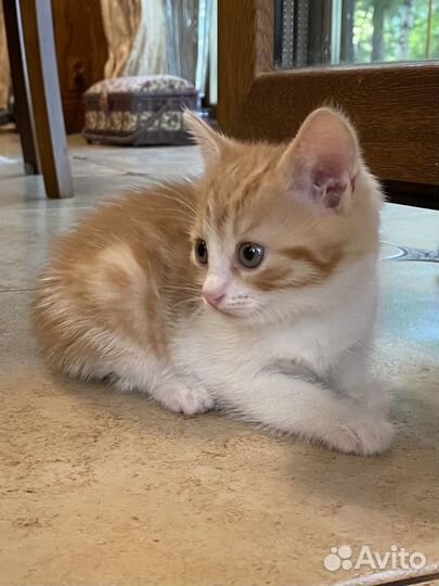 Рыжий котенок Девочка