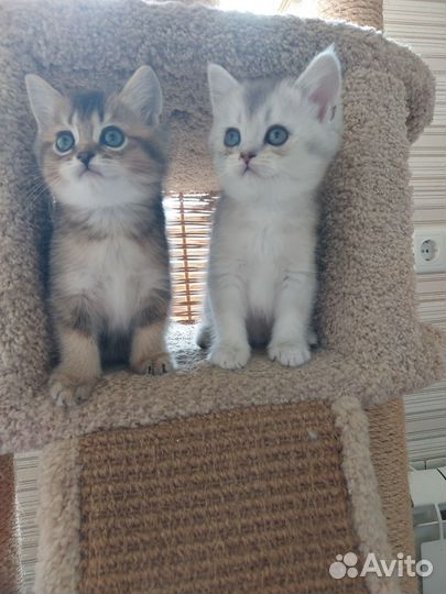 Котята 2месяца