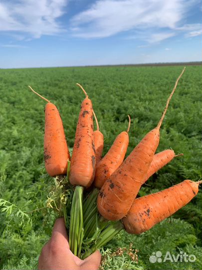 Морковь абака