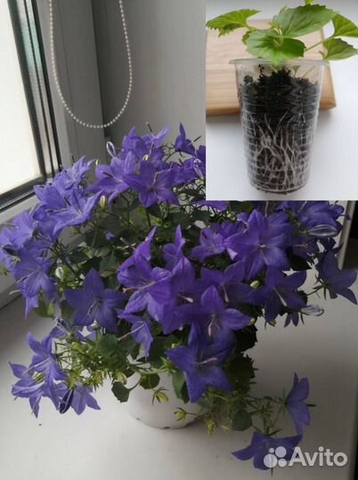 Кампанулы (Жених и невеста)