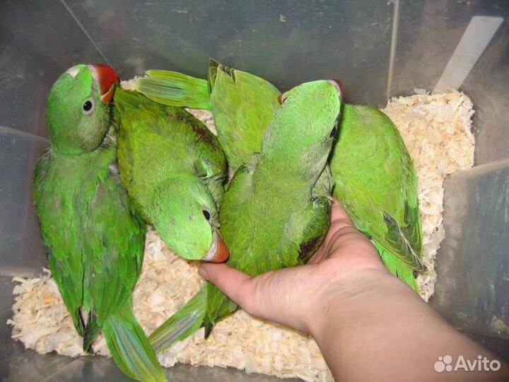 Александрийский попугай, ожереловый, амазон