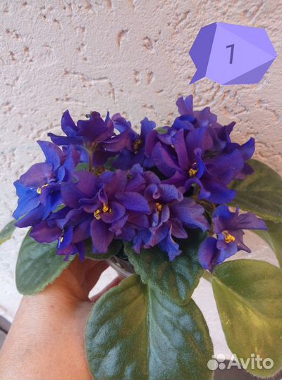 Цветущие фиалки