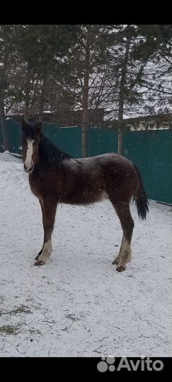 Продам лошадь