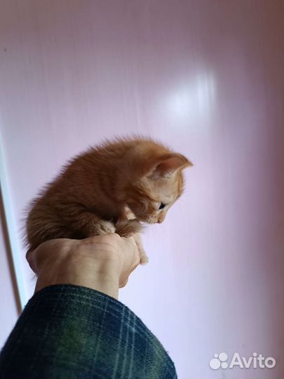 Рыжее счастье в дом