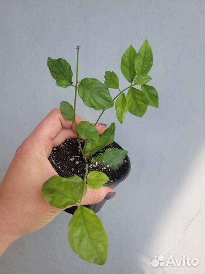 Комнатный жасмин самбак