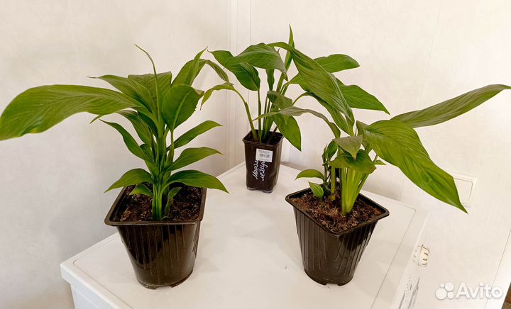 Спатифиллум цветок Женское счастье