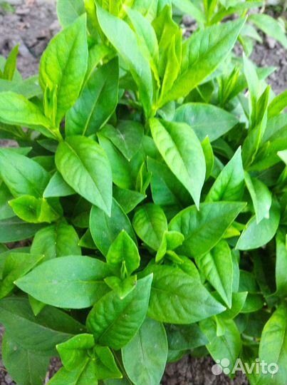 Флоксы белые, розовые, вербейник