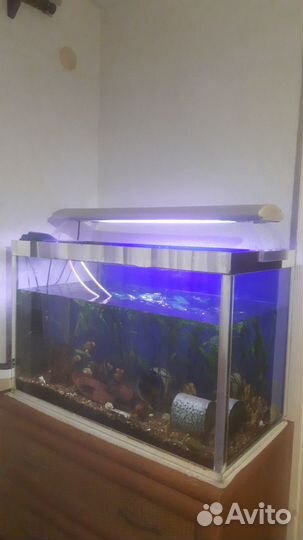 Аквариум с цихлидами 200л