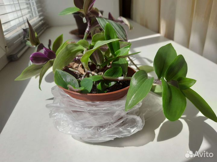 Традесканция. Продаётся вместе с горшком