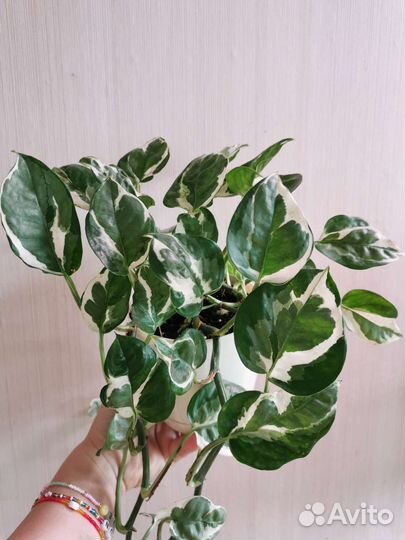 Эпипренум энджой (N'joy)