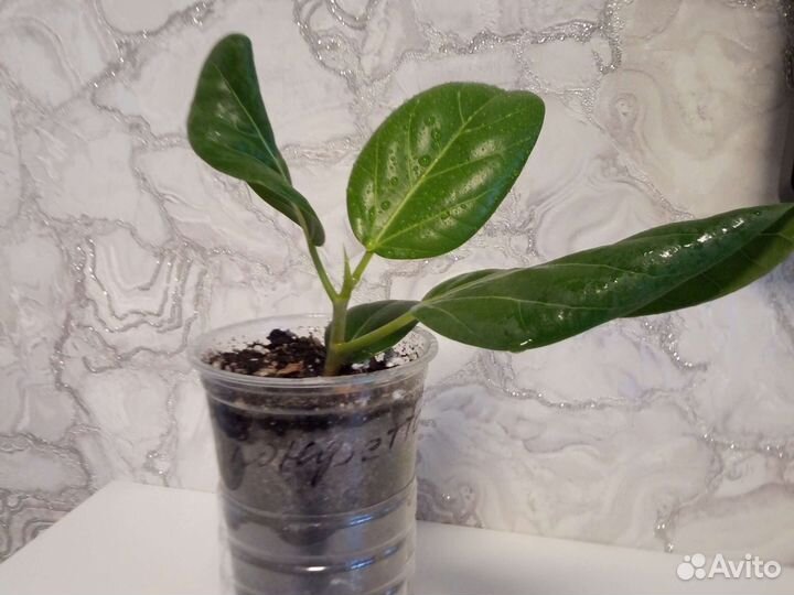 Фикус бенгальский одри