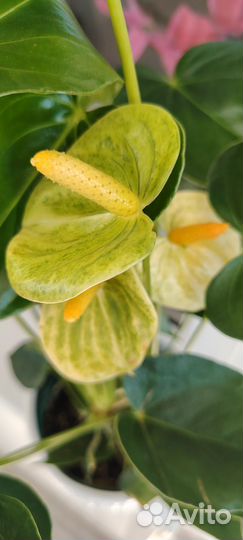 Комнатные цветы антуриум