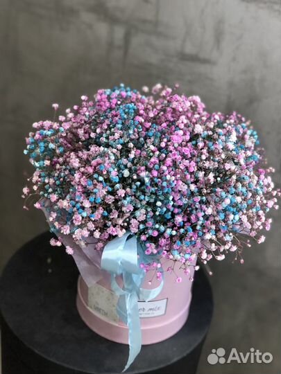 Разноцветная гипсофила