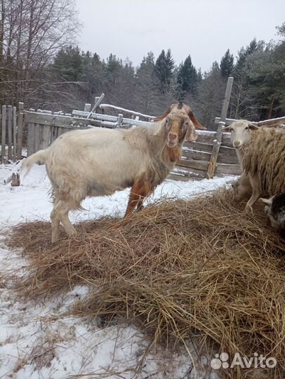 Козел на племя