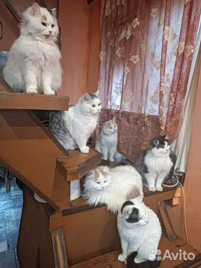 Кошечки и коты