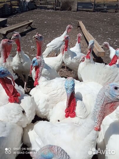 Индюки на мясо краснодарский край