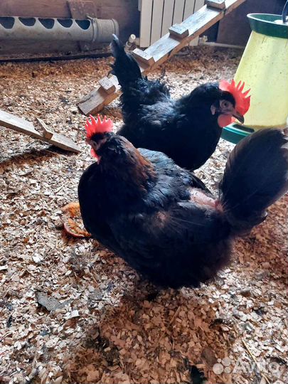 Куры Маран, Петухи