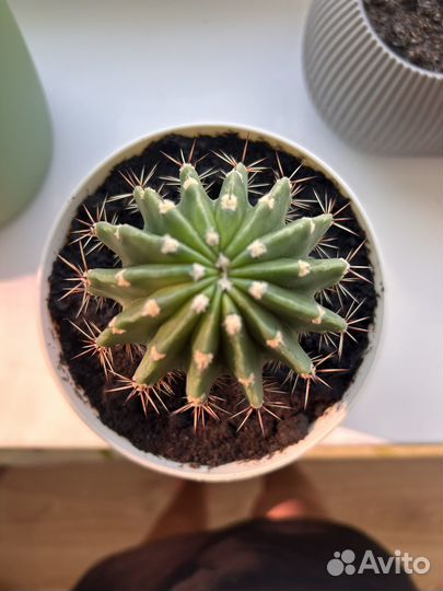 Кактус эхинопсис