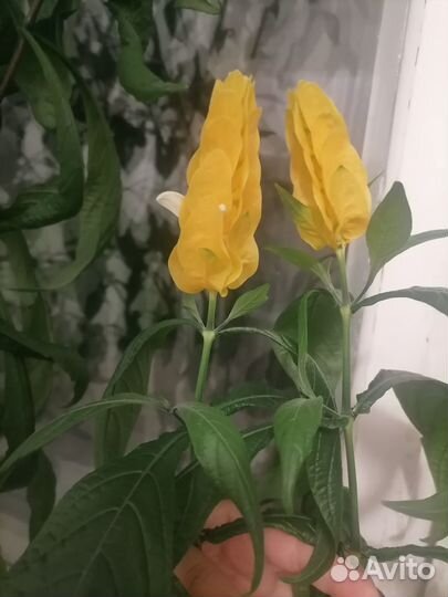 Комнатные цветы цветущие