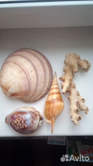 Для аквариума ракушки кораллы керамика