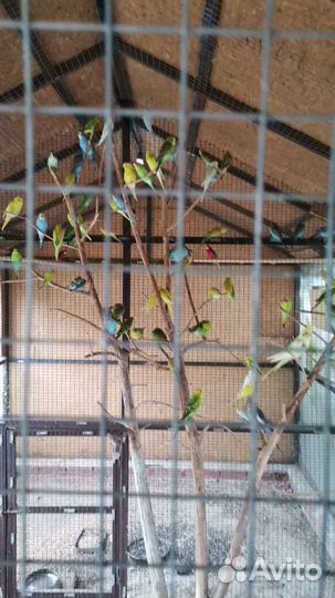 Волнистые попугаи молодняк