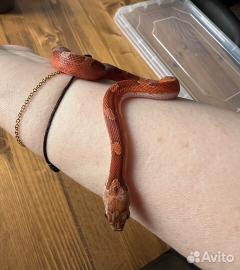 Маисовый полоз blood red