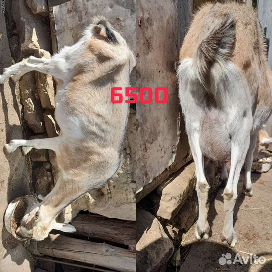 Нубийские козы