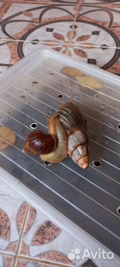 Улитки ахатины