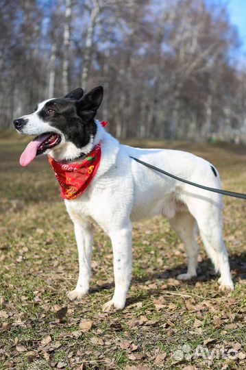 Собака Бим хочет домой из приюта