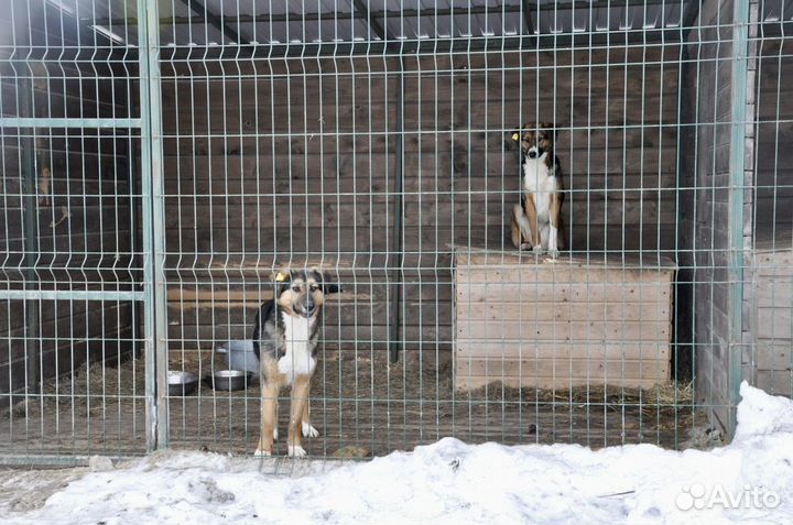 Красавицы дворняжки подростки