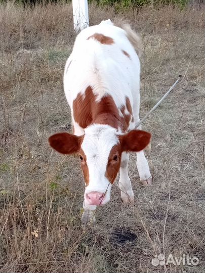 Телята бычки