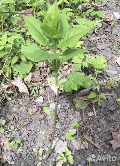 Белая сирень сорт Мадам лемуан