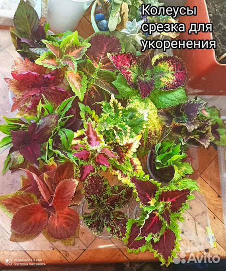 Колеусы разные