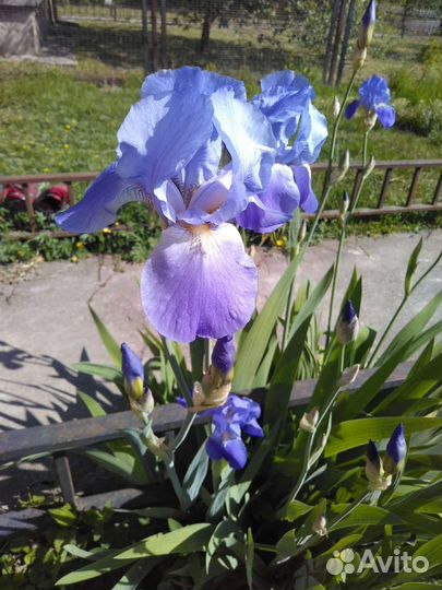 Ирисы