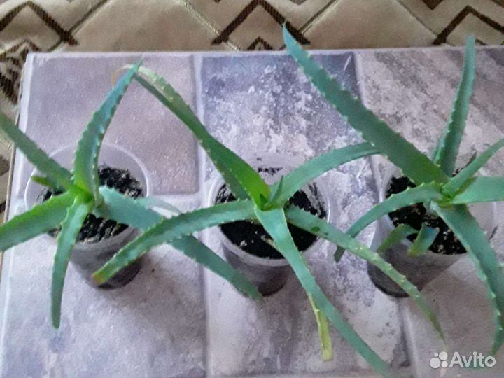 Алоэ древовидное лечебное(столетник)