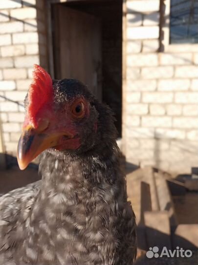 Петушки молодые