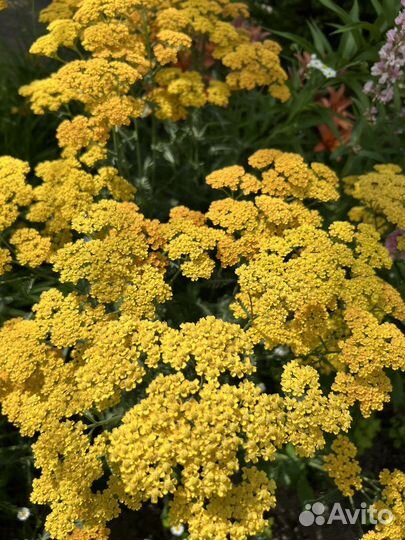 Тысячелистник сорт Терракота