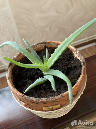 Разные цветы