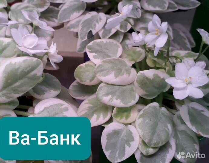 Фиалки полумини и стандарт