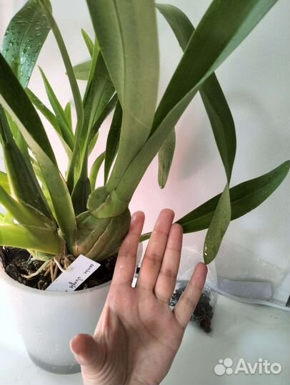 Камбрия Jungle Monarch