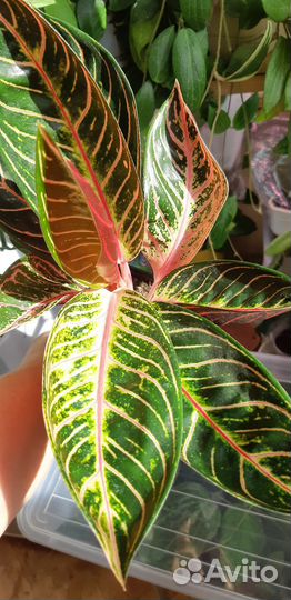 Аглаонема Суматра